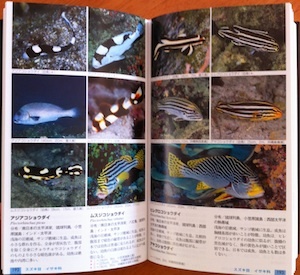 ダイビングの歩き方 図鑑 山渓ハンディ図鑑13 日本の海水魚